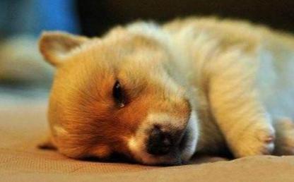 闲鱼买卖狗狗靠谱吗,闲鱼上卖的狗狗靠谱吗