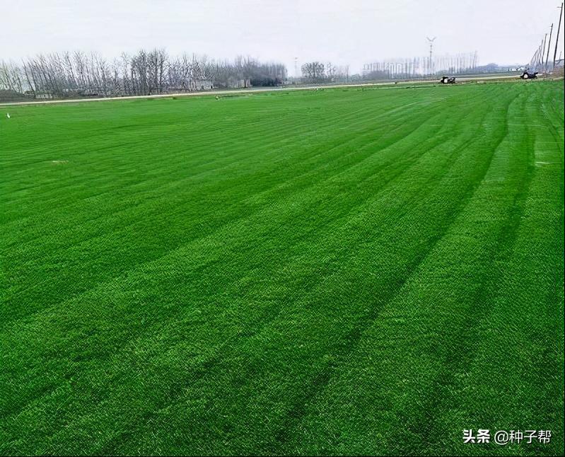 高尔夫球场常用的草坪,高尔夫球场果岭是什么草