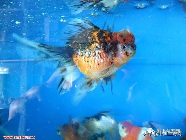 国宝级皇冠珍珠金鱼视频,皇冠珍珠金鱼视频