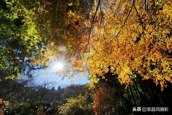 700年历史的日本小寺，为了看秋叶要买两次票，一次比一次贵