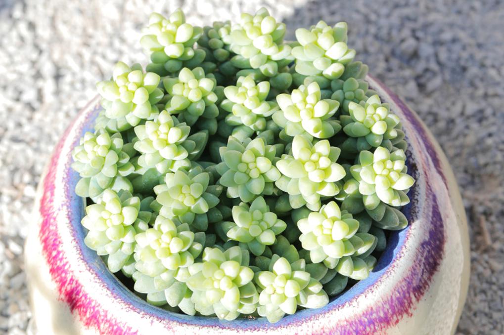 垂吊碧玉莲,串玉挂坠