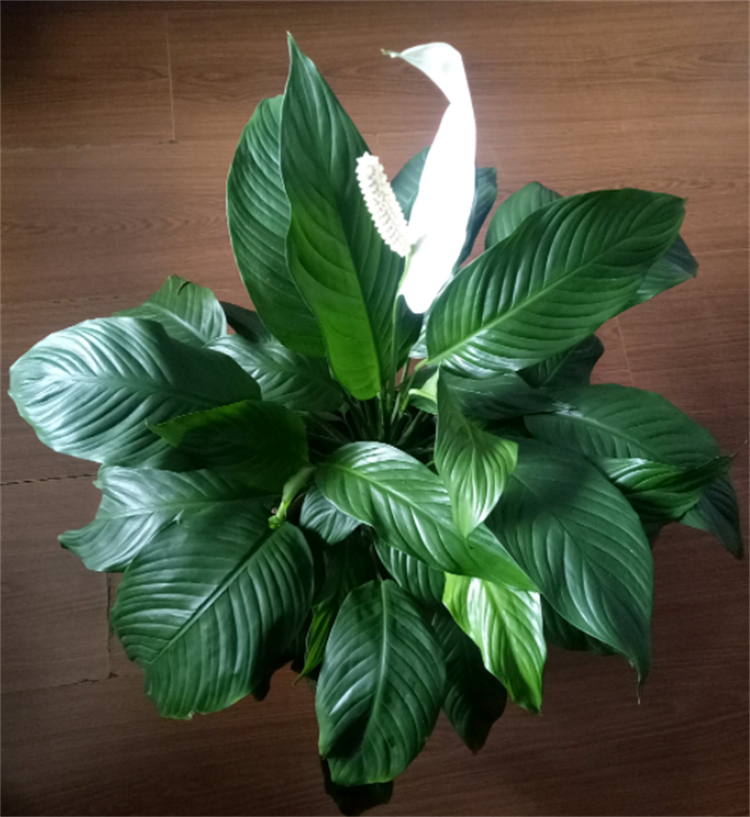 去除甲醛的植物除了绿萝还有什么,室内吸甲醛净化空气的植物大全