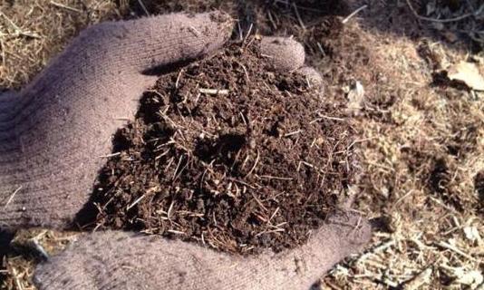 干松针可以垫盆底养花吗,养花干松针好还是鲜松针好