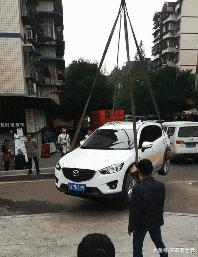 这只鹦鹉一直以为他是一只猴,所以每天都在重复做这个动作