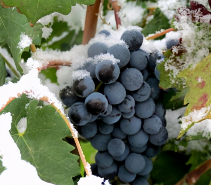 国产十大公认最好喝的冰酒,进口冰酒哪些好