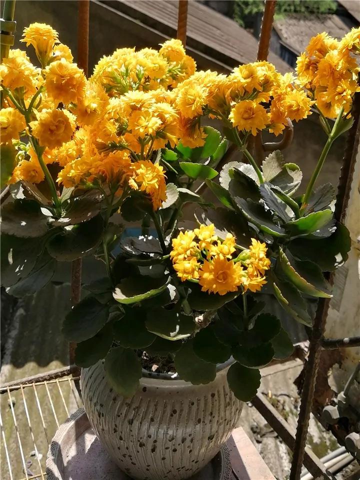 长寿花，寓意好、开花漂亮，花期长，品种多达300个