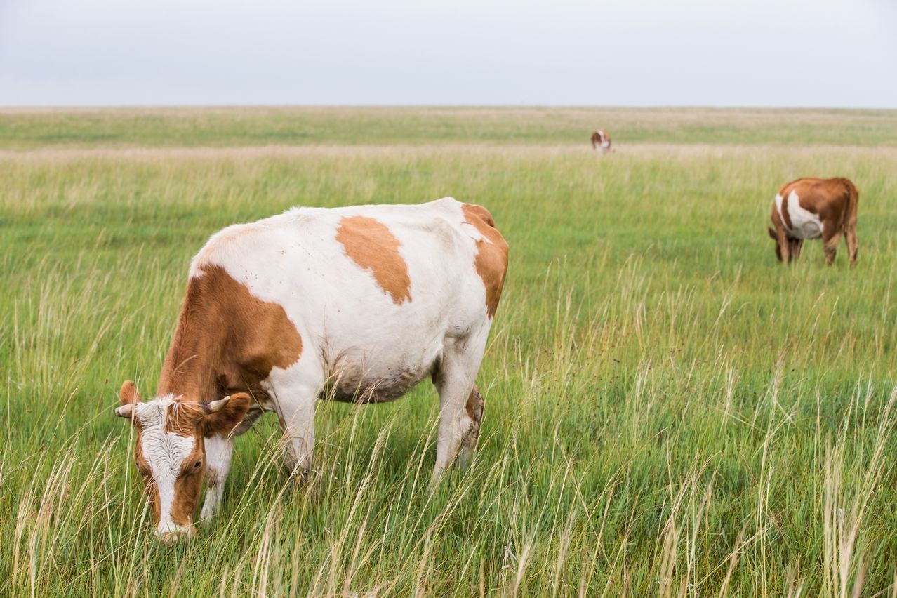 牛排中菲力西冷战斧是什么意思,牛排西冷和肉眼和菲力的区别