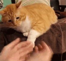 中国从古至今养猫的历史,各个时期猫对比图片