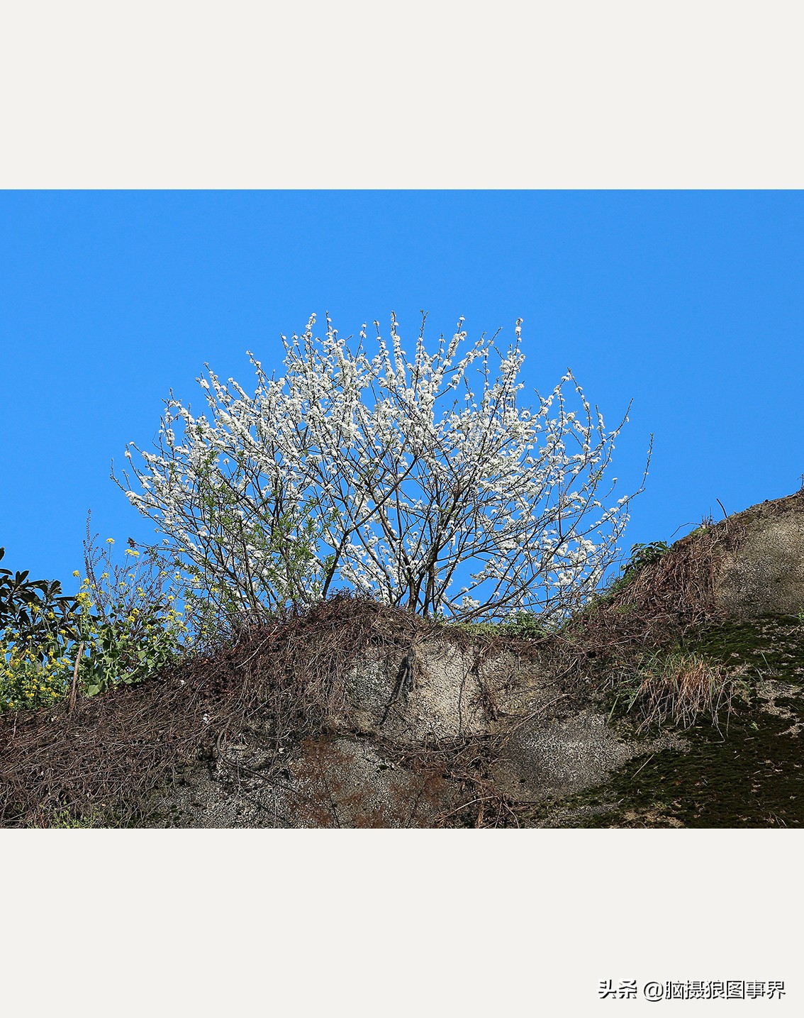 蔚蓝色的天空素材视频,黑色和透明的花摄影效果
