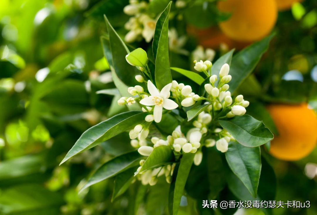 麝香橙花香水,比较果香的香水推荐