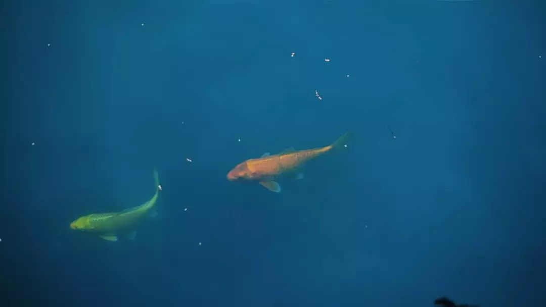 花港一楼茶楼,花港早茶