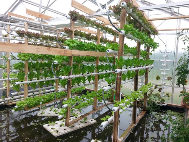 水管种花种菜,利用水管种花种菜