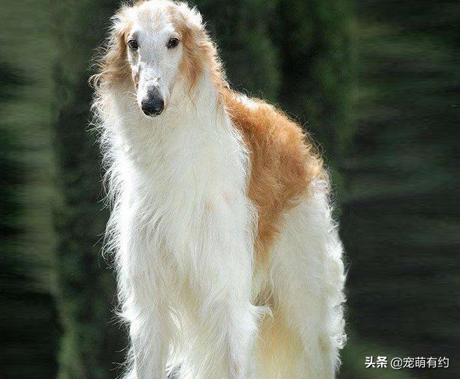 最好看的苏俄猎狼犬,爱尔兰猎狼犬有多猛