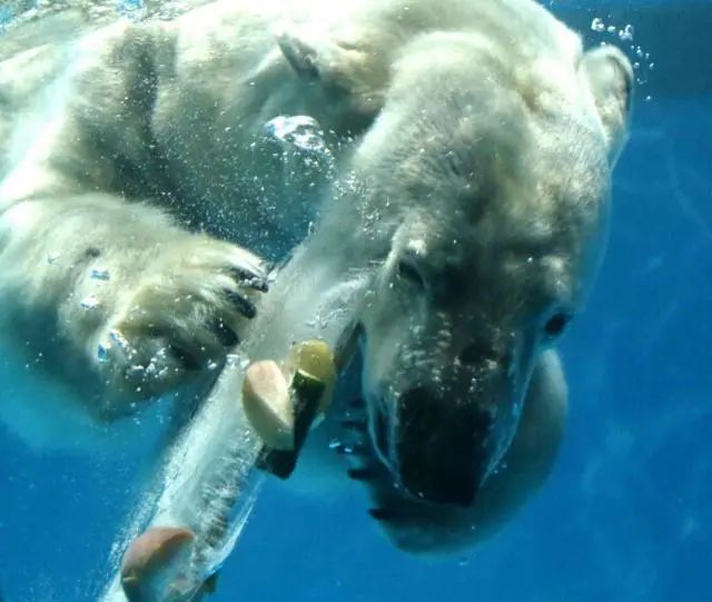 济南动物王国一日游详细攻略,济南一日游动物园