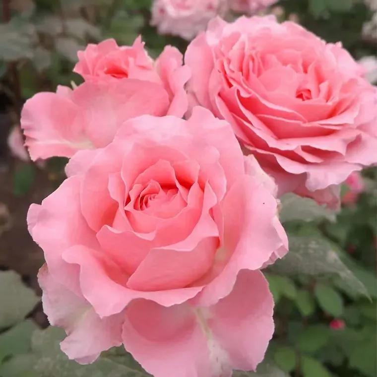 100种月季经典品种,100种经典月季品种