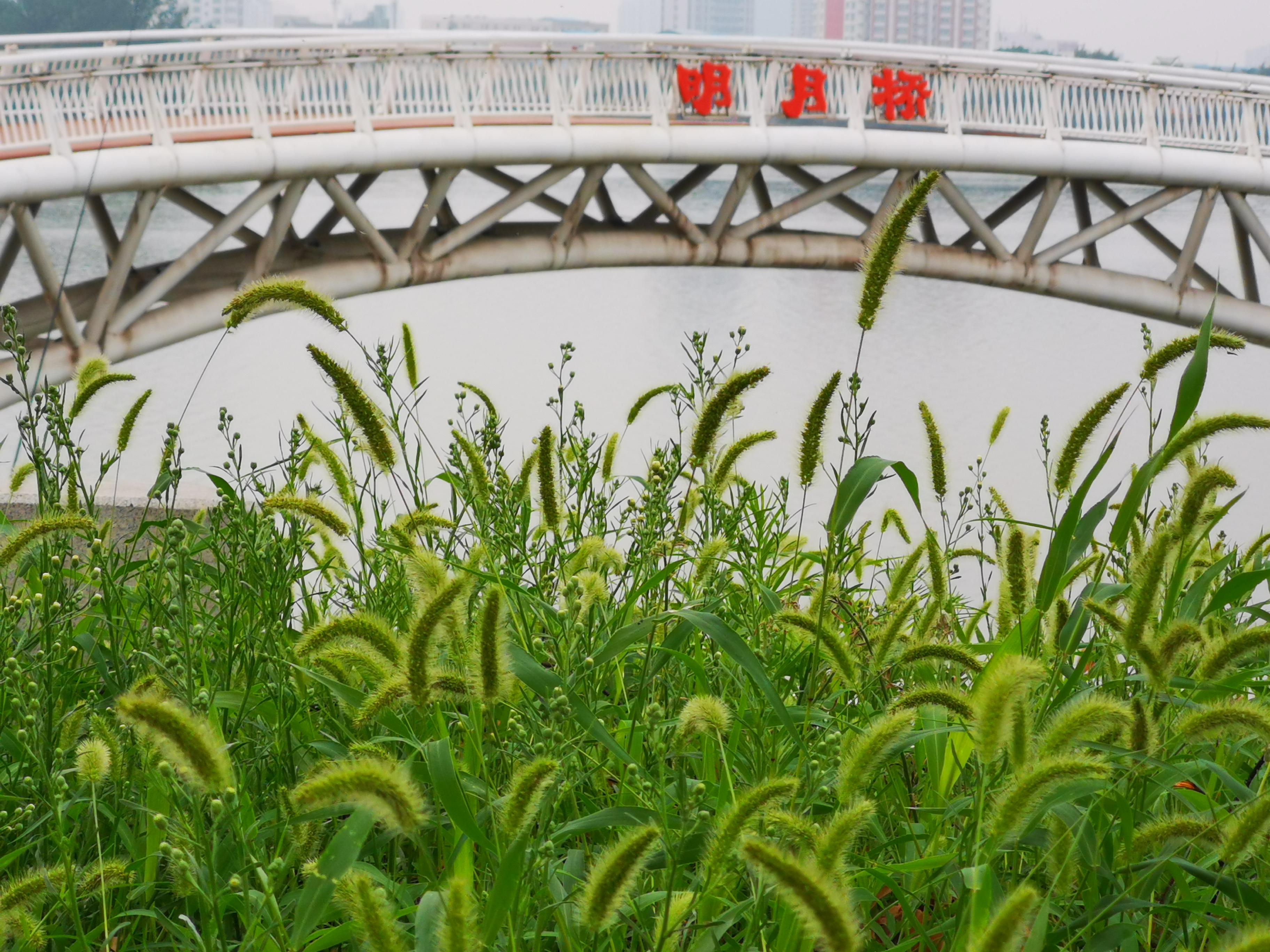 伏牛笔耕苑第332期——今日头条2021.8.20