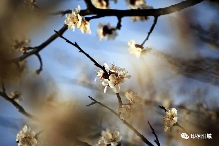 晋城哪里可以春游,晋城附近春游景点