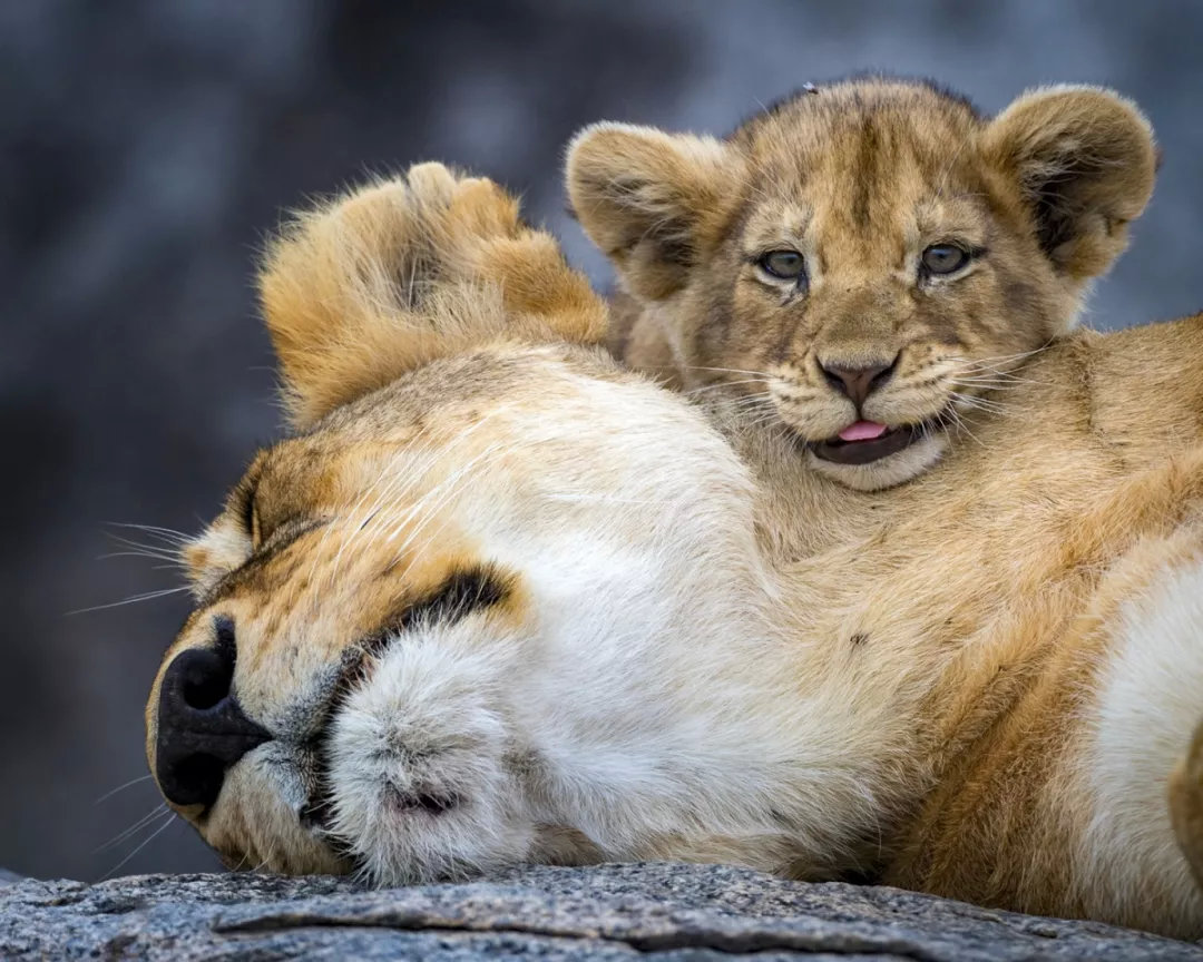 有袋动物只有澳洲有吗,有袋动物小科普