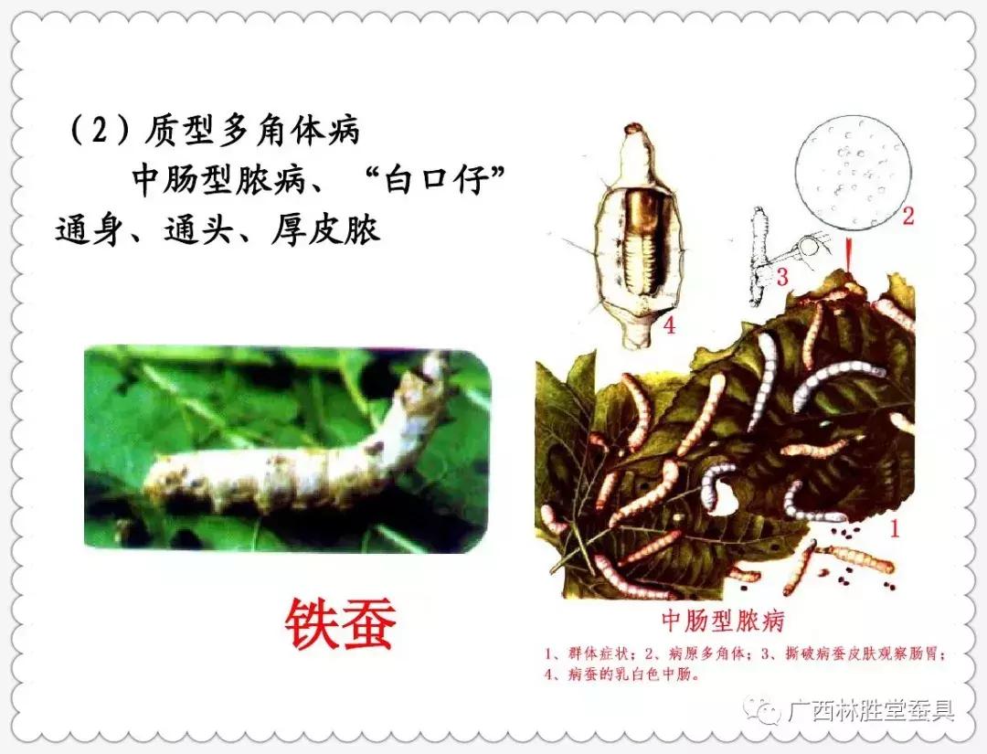 蚕脓病毒怎么彻底消灭,怎样防治脓蚕