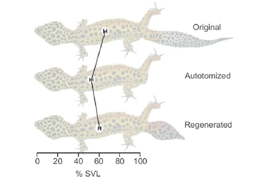 壁虎无毒为什么会算在五毒中,壁虎是不是在五毒中毒性最小