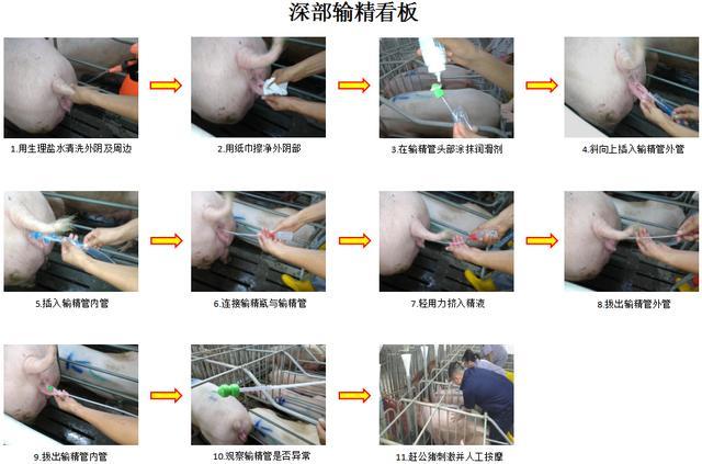 小型工厂化养猪技术,规模化猪场人工授精技术