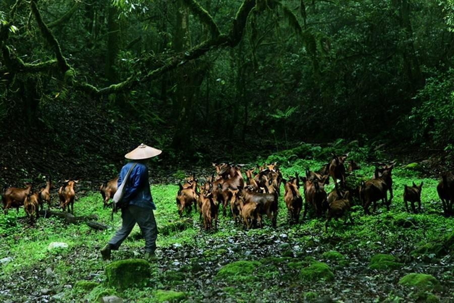 在竹溪河发现宫崎骏里的花海,宫崎骏的天空黑河