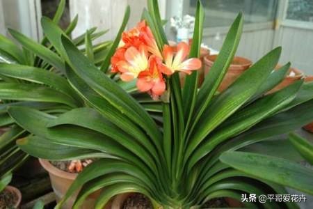 君子兰花的养殖方法和修剪,君子兰花开败后从哪里剪