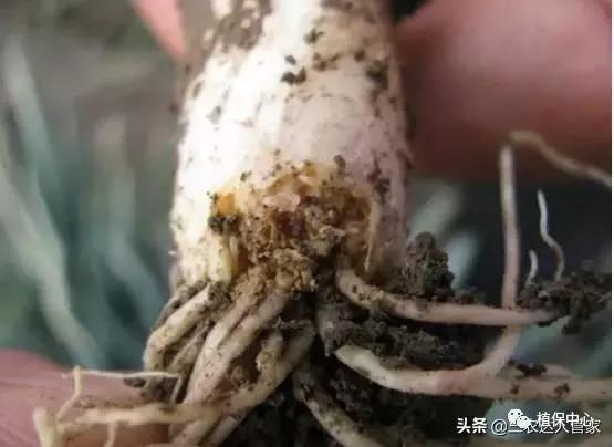 大葱黄叶干尖掐掉可以吗,大葱黄叶干尖打什么药