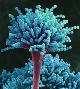 国际空间站“长毛”了，成为超强霉菌的家园，为何难以清除？