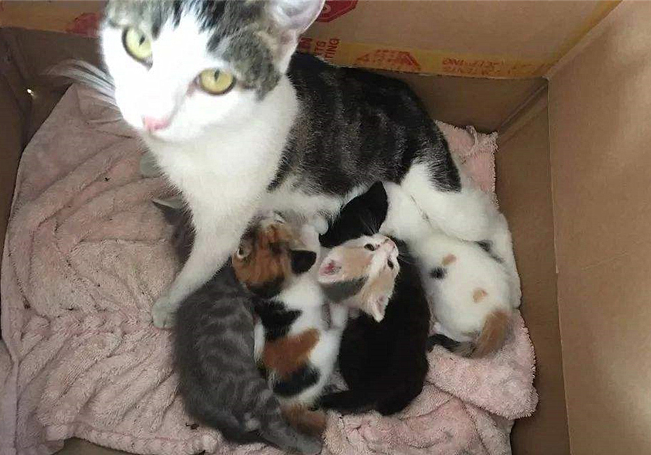 猫咪四岁可以继续养奶猫吗,猫咪多大可以离开母猫单独喂养