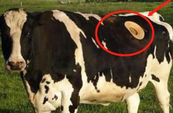 为什么要在奶牛身上挖个洞,奶牛身上挖个洞为什么不痛