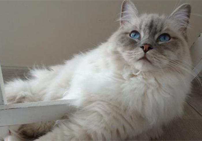 养猫第一天自己怎么适应,养猫新手如何选猫粮