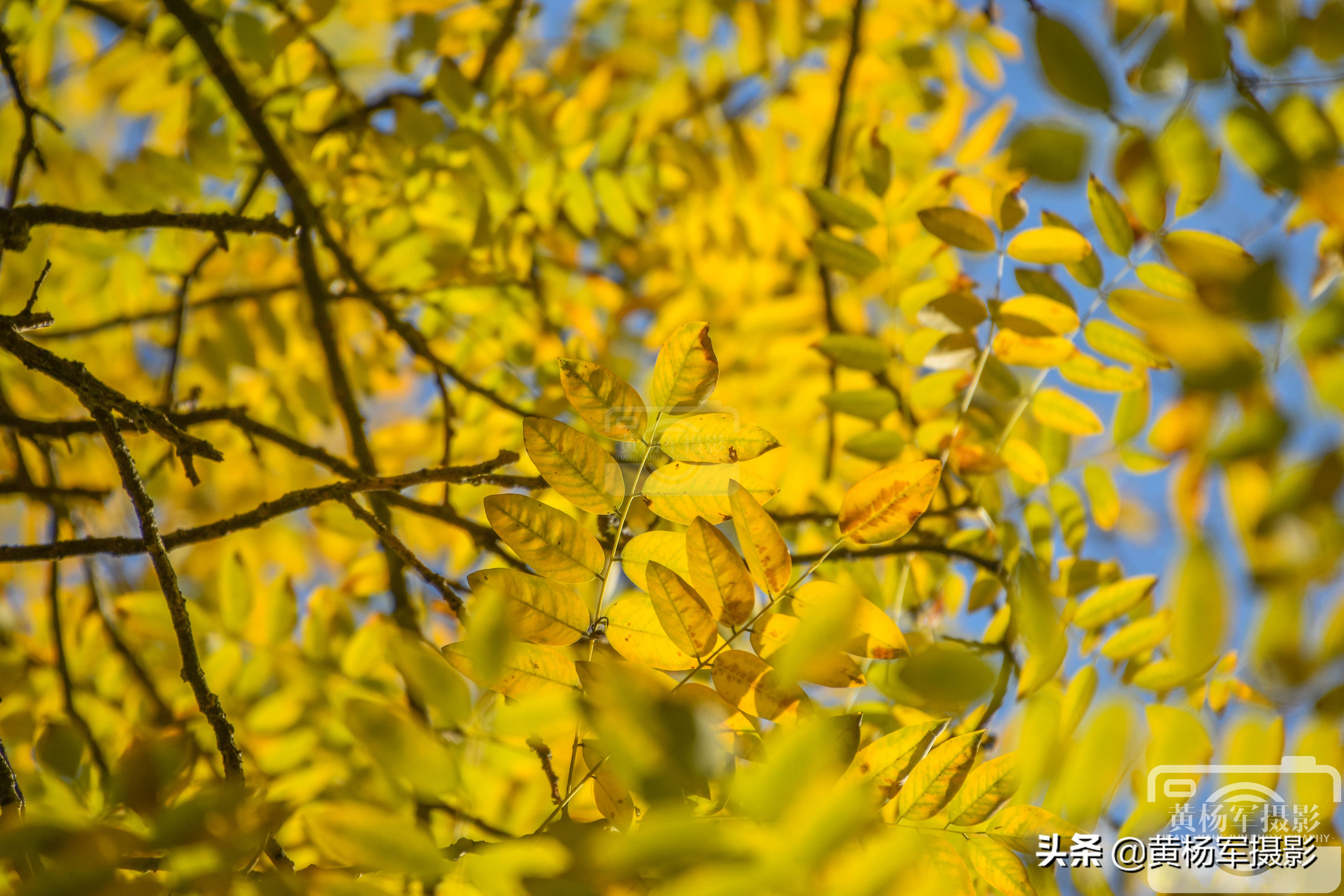 阳光下金灿灿的银杏叶,阳光下金黄的银杏叶