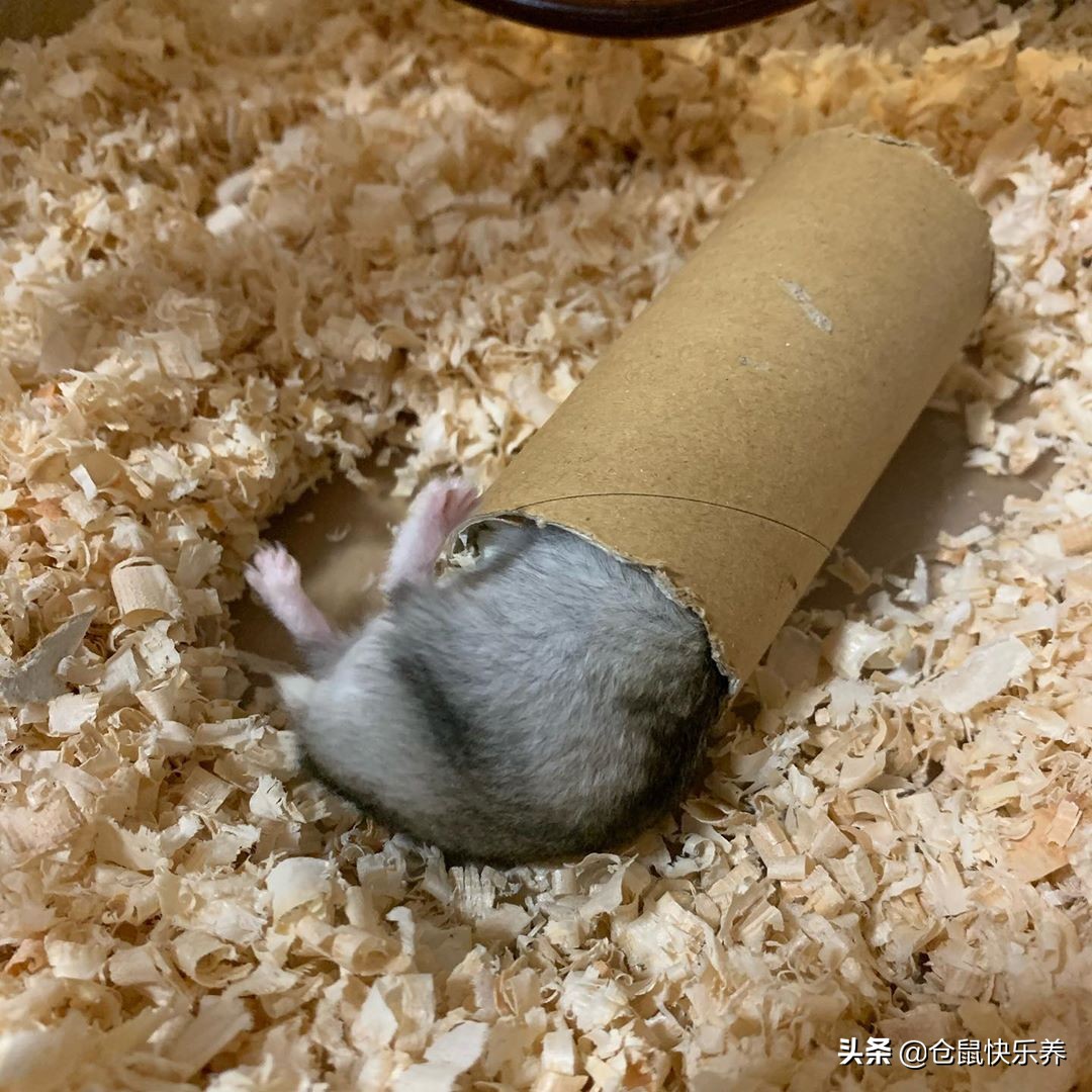 仓鼠被摸了发呆,仓鼠被摸了一直抖
