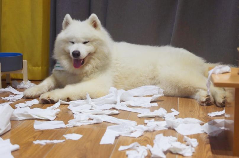 不遛狗会不会导致咬人,不遛狗对狗的影响大么