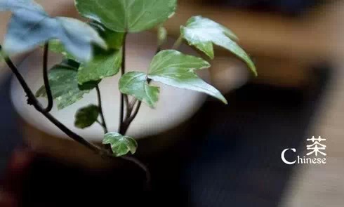 十首最美茶诗词,关于茶的最经典的诗词