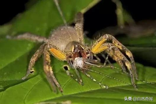 亚马逊十大凶猛植物,巴西亚马逊热带雨林动植物