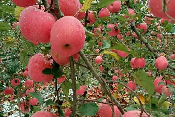 陕西洛川苹果怎么样,陕西洛川苹果好吃吗