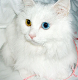 各种猫咪花纹品种,名贵品种猫咪大全