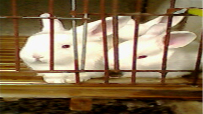 怎么养幼兔是最佳方法,养兔知识如何做好幼兔的饲养管理