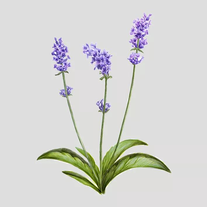 紫精灵薰衣草精油怎么用,薰衣草精油多特瑞