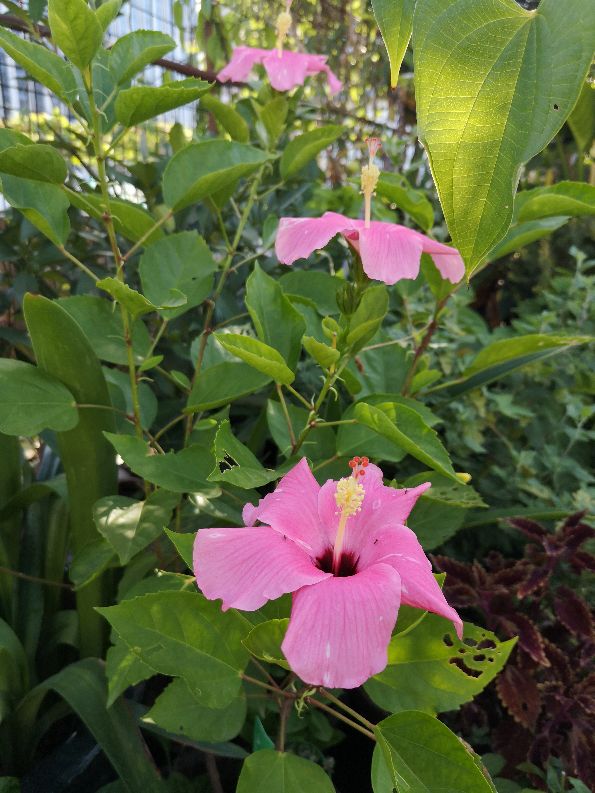 一方净地与你分享——扶桑花开，热烈奔放