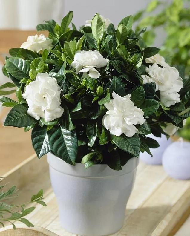 不含盆的水培植物室内懒人养不死,水培金枝玉叶室内绿植懒人盆