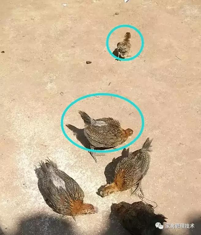 鸡拉血粪怎么治疗最好,鸡拉血不治会自愈吗