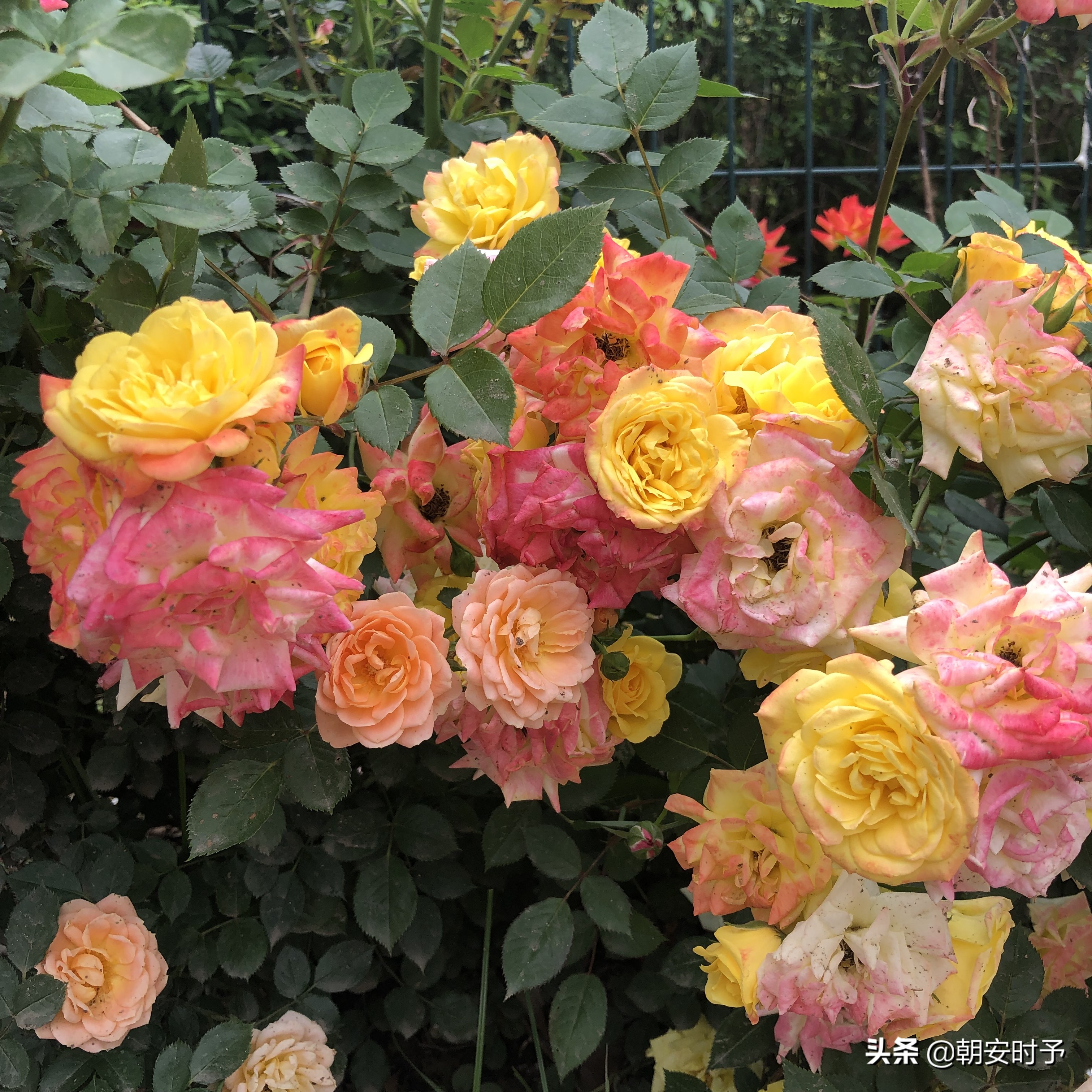 疫情中的武汉美景,大好河山武汉市