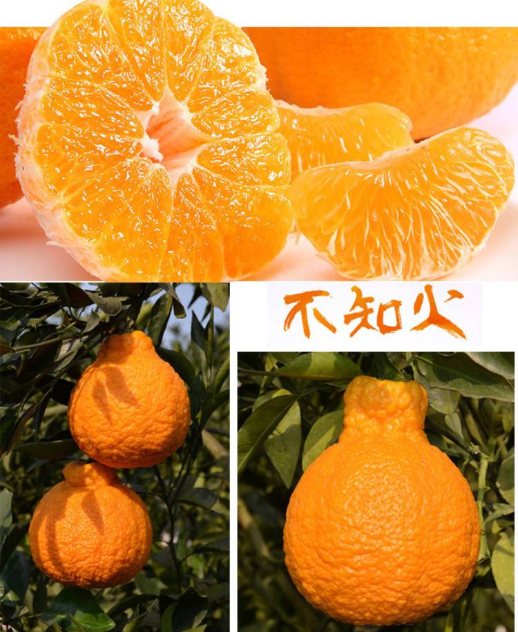新鲜特价丑橘四川耙耙柑,四川丑橘新鲜耙耙柑