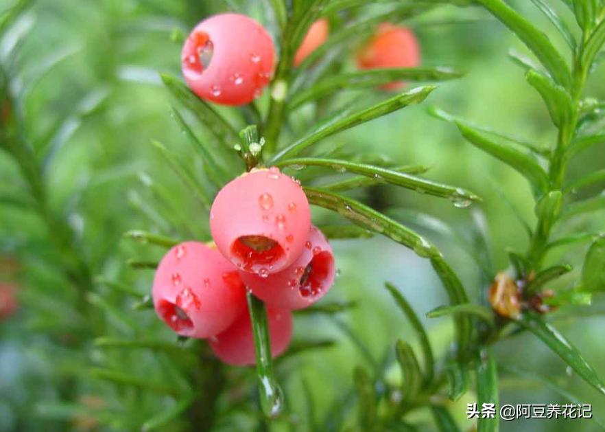 红豆杉怎么才能长得好,红豆杉的盆栽能活吗有毒吗