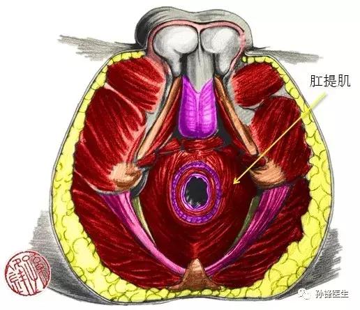 医学笔记︱男性会阴部的肌肉系统（中肛管水平）：（下）