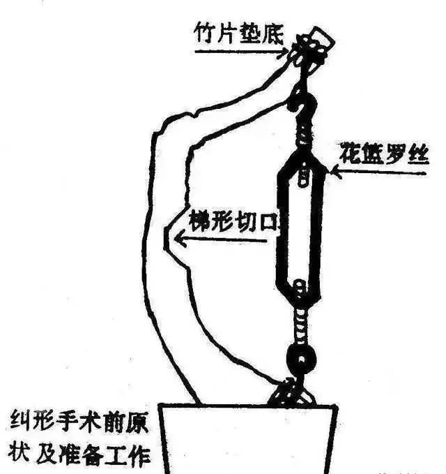 真柏盆景嫁接枝条什么时候拿弯,盆景三弯九拐枝条布局