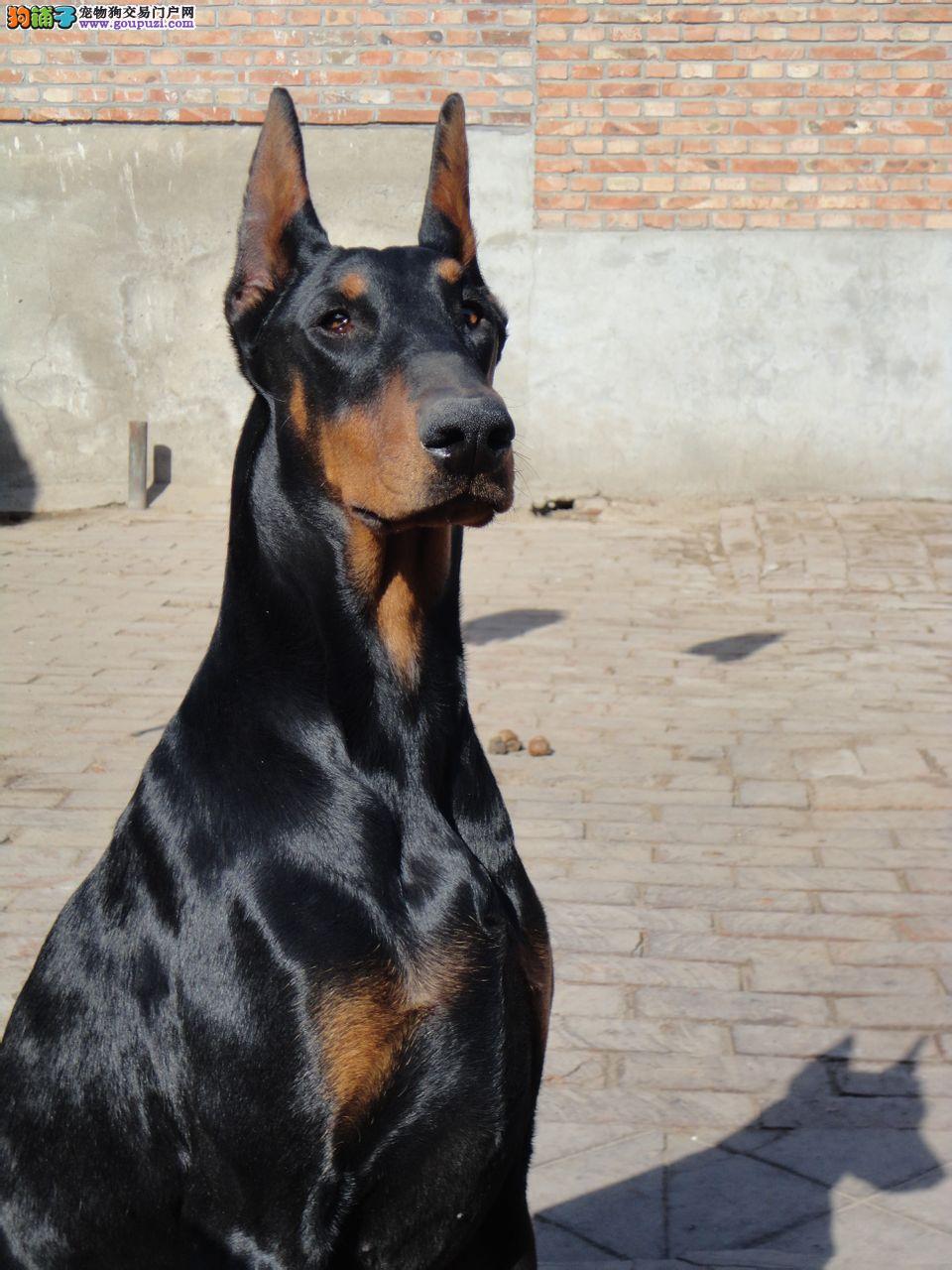 拳师犬对比杜宾犬,杜宾犬和拳师犬哪个好